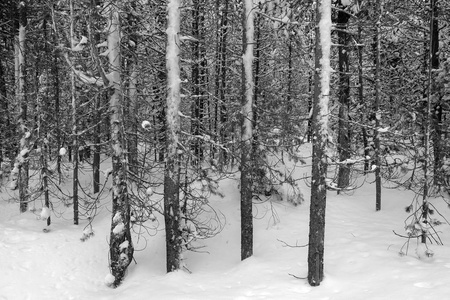 冬天的松树，冰冻的森林，雪覆盖着的松树，惊奇的荒野，寒冷的荒野