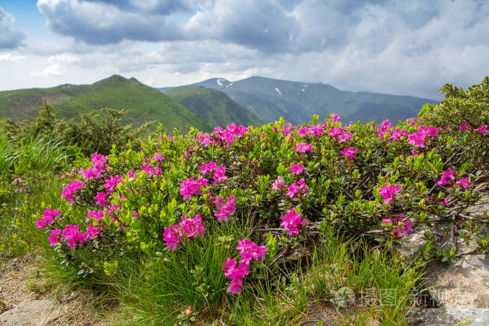 红杉山上开花谷的粉红色杜鹃花