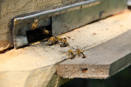 蜜蜂回到蜂巢图片
