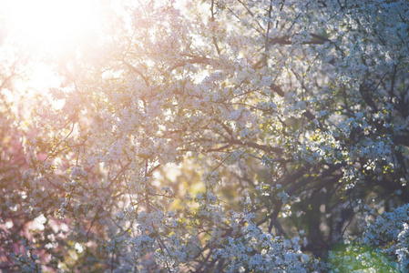 新鲜盛开的野生樱花在模糊的背景上神奇的春天。 背光。