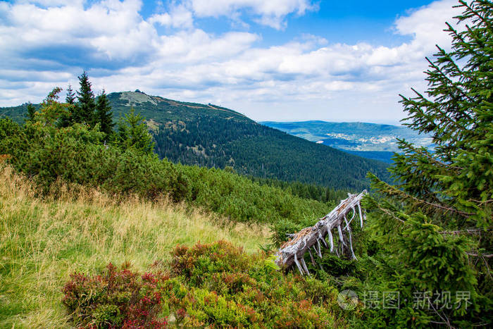 夏天的巨山和云杉森林的风景