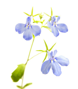 白色背景下分离的半叶莲或边缘半叶莲的蓝色花