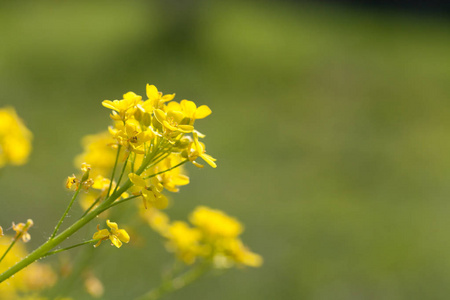 柔和的焦点靠近黄花。