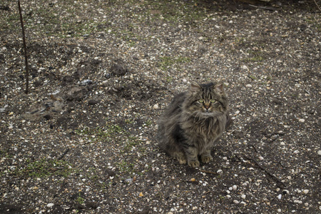 可爱的猫坐在户外的地上。