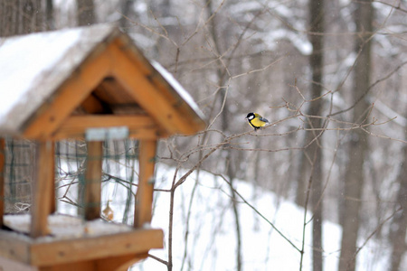 黄色的鸟雀坐在冬天森林里的鸟饲养器附近的树枝上。