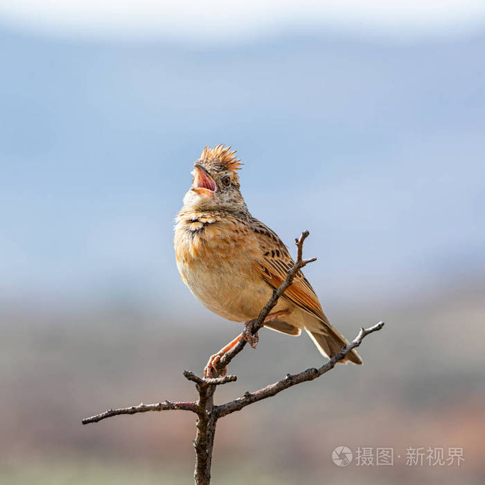 *4000px无水印下载免费10次/天下载小样发票合同问题/举报动物羽毛鸟