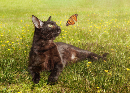 蝴蝶在草丛中图片