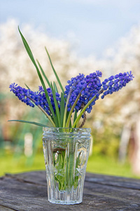 天然背景下玻璃花瓶中的麝香风信子蓝色。