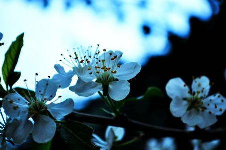 背景颜色很好的樱花，用于广告或其他用途的背景蓝天