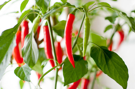 在厨房的窗户附近种植着绿色和红色的辣椒