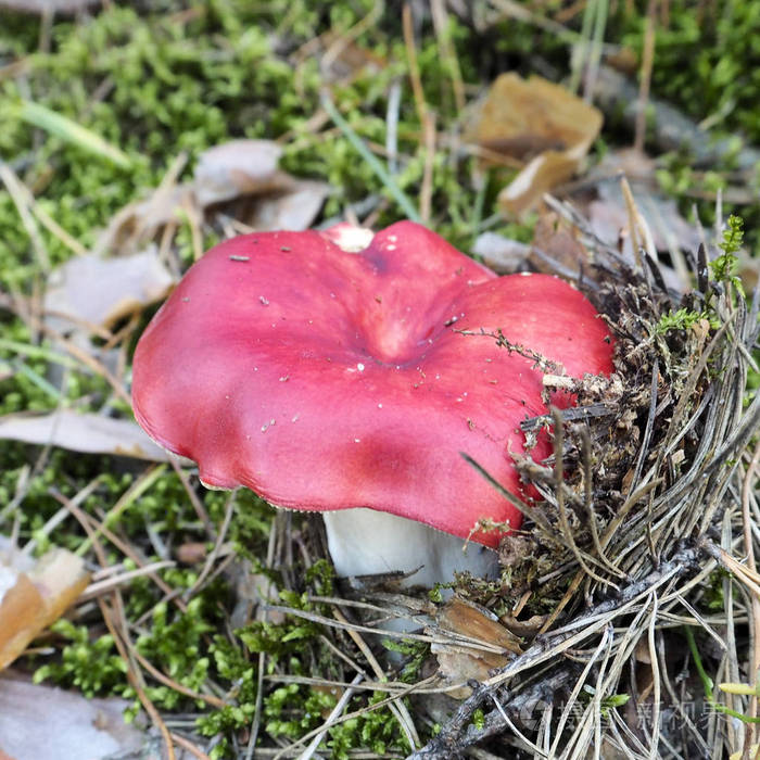 苔藓上的红色毒蕈