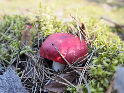 苔藓上的红色毒蕈