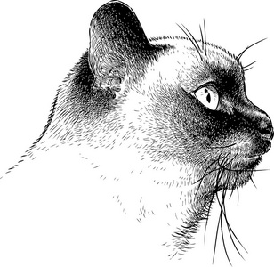 泰国猫的素描画像