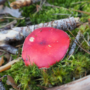 苔藓上的红色毒蕈