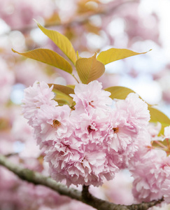 春季时间概念。 樱花盛开。 樱花花。 樱花日本春花。 粉红色樱花花