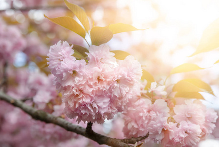 春季时间概念。 樱花盛开。 樱花花。 樱花日本春花。 粉红色樱花花