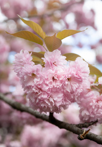 春季时间概念。 樱花盛开。 樱花花。 樱花日本春花。 粉红色樱花花