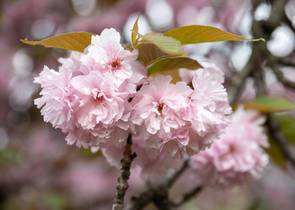 春季时间概念。 樱花盛开。 樱花花。 樱花日本春花。 粉红色樱花花