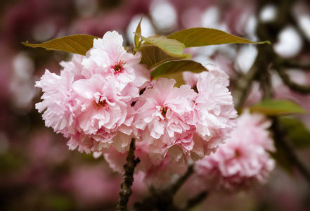 春季时间概念。 樱花盛开。 樱花花。 樱花日本春花。 粉红色樱花花