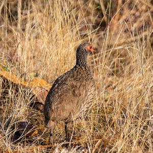 s Spurfowl in Southern African savanna