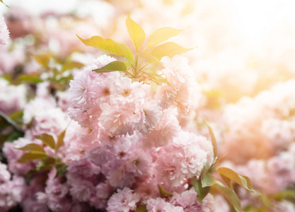 春季时间概念。 樱花盛开。 樱花花。 樱花日本春花。 粉红色樱花花