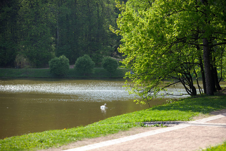 白天鹅在公园的池塘上游泳。