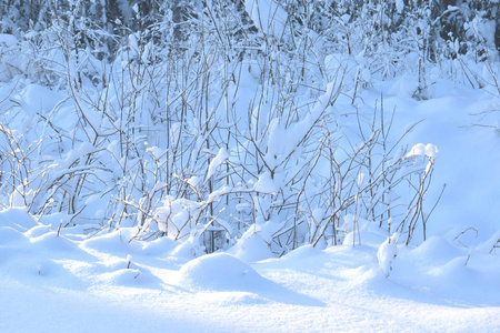 森林里白雪覆盖着树木