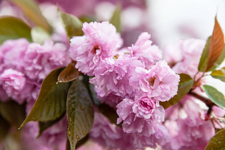 春季时间概念。 樱花盛开。 樱花花。 樱花日本春花。 粉红色樱花花