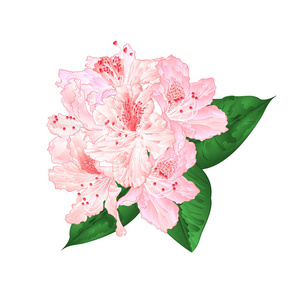 浅粉色杜鹃花,叶在白色背景,复古矢量插图,可编辑手绘照片
