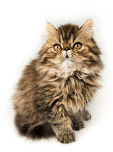 美丽的波斯小猫猫大理石颜色外套