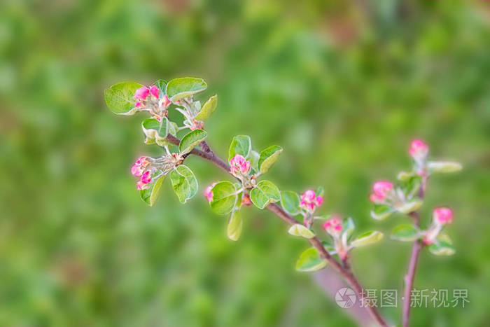 春天苹果树开着粉红色漂亮的花。 具有复制空间的宏图像。 自然季节背景。