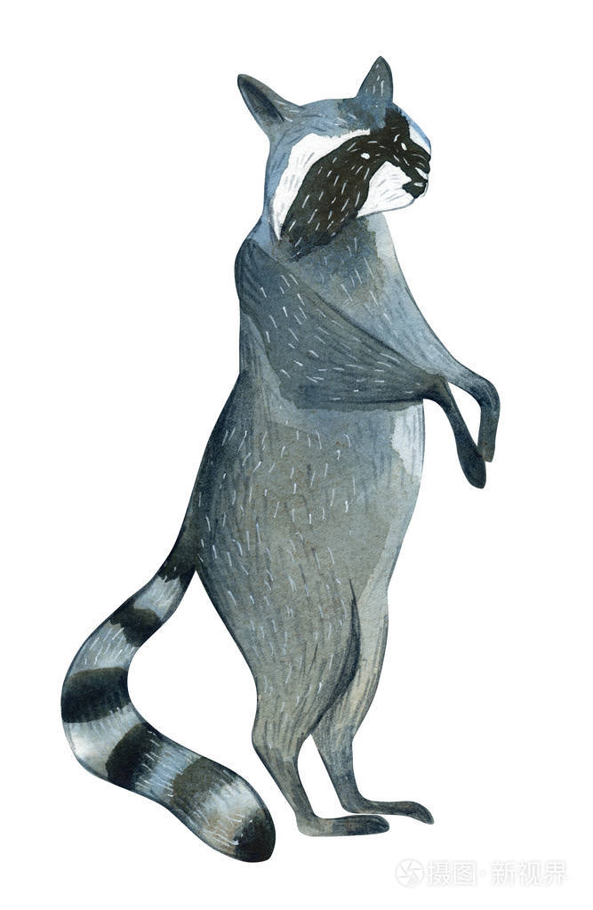 白色背景上分离的浣熊的水彩插图野生动物的简单草图