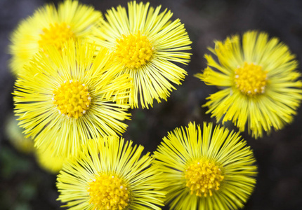 早春的黄驹花Tussilago Farfara。