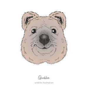 quokka 澳大利亚动物。现实的对称的头向量图图