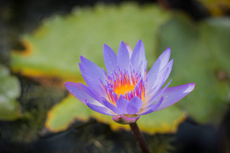 紫罗兰莲花在花园里盛开。