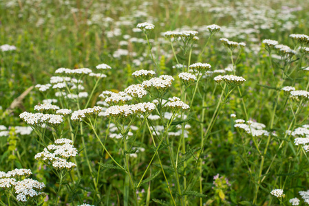绿色草地上的白色雅罗花AchilleaMillefolium。
