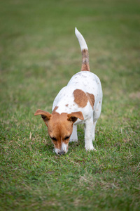 草地上的小杰克罗塞尔猎犬