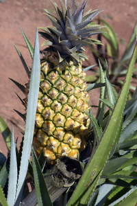 在收获点用成熟的水果特写菠萝植物. 圣保罗州巴西照片