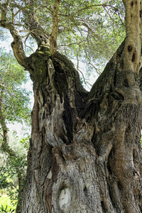 老橄榄树生长在科尔福岛希腊。
