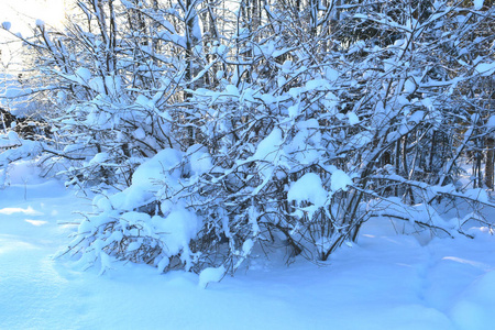 森林里白雪覆盖着树木