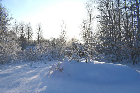 森林里白雪覆盖着树木