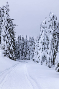 冬天有雪道的风景，穿过松林