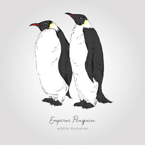 皇帝企鹅的向量手绘的例证照片