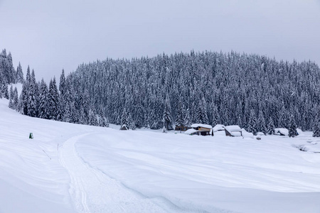 冬天有雪道的风景，穿过松林