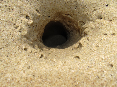 房子蟹阳光明媚的一天,沙滩上的大螃蟹洞.照片