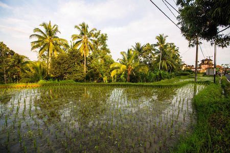 巴厘岛的绿色水稻梯田。