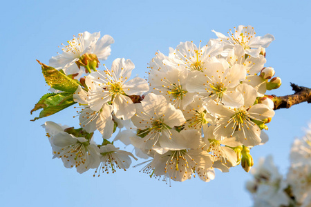 蓝天上的樱花。 春天的花背景。 春天樱花盛开。