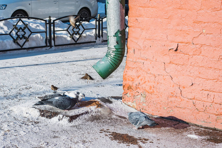 帮助城市野鸟在冬天，鸽子和麻雀在雪地上啄食散落在街道上的食物。