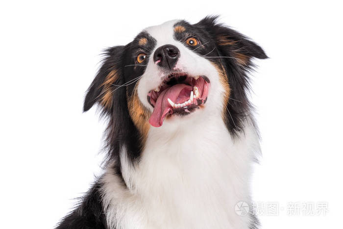 特写可爱的年轻澳大利亚牧羊犬的肖像 舌头被孤立在白色背景上 美丽的成年人澳大利亚抬头看着 照片 正版商用图片184zi2 摄图新视界 特写可爱的年轻澳大利亚牧羊犬的肖像 舌头被孤立在白色背景上 美丽的成年人澳大利亚抬头看着 照片 正版商用图片184zi2 摄图新视界