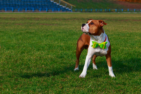 狗的品种斯塔福德郡的猎犬站在绿草上